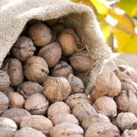 Tulare County Walnut Buying Period Starts Friday, Nov. 3