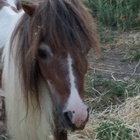 Neglected Mini-Pony Taken From Visalia Home