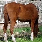Detectives Find Illegal Pot Grow, Neglected Horses on Terra Bella Property