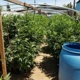 Two women arrested for marijuana cultivation