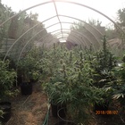 Illegal Guns & Thousands of Pot Plants Discovered in Orange Cove