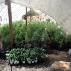 Nearly 4,000 Pot Plants Pulled From Illegal Grows in Badger