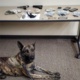 Good Dog! TCSO K9 Deputy Helps Sniff Out Drugs & Stolen Gun