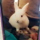 Argument Over Pet Bunny Ends With It Being Thrown Into Wall & Killed