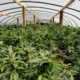 Cultivation of Marijuana