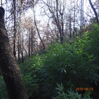 Detectives Find More than 10,000 Pot Plants in Coffee Canyon Illegal Grow
