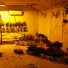 Neighbor Complaints Lead Detectives to 3,200 Pot Plants, Stolen Guns