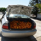 Grand theft