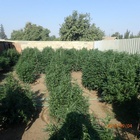 Nearly 2,000 Illegal Pot Plants Found at Ivanhoe Homes